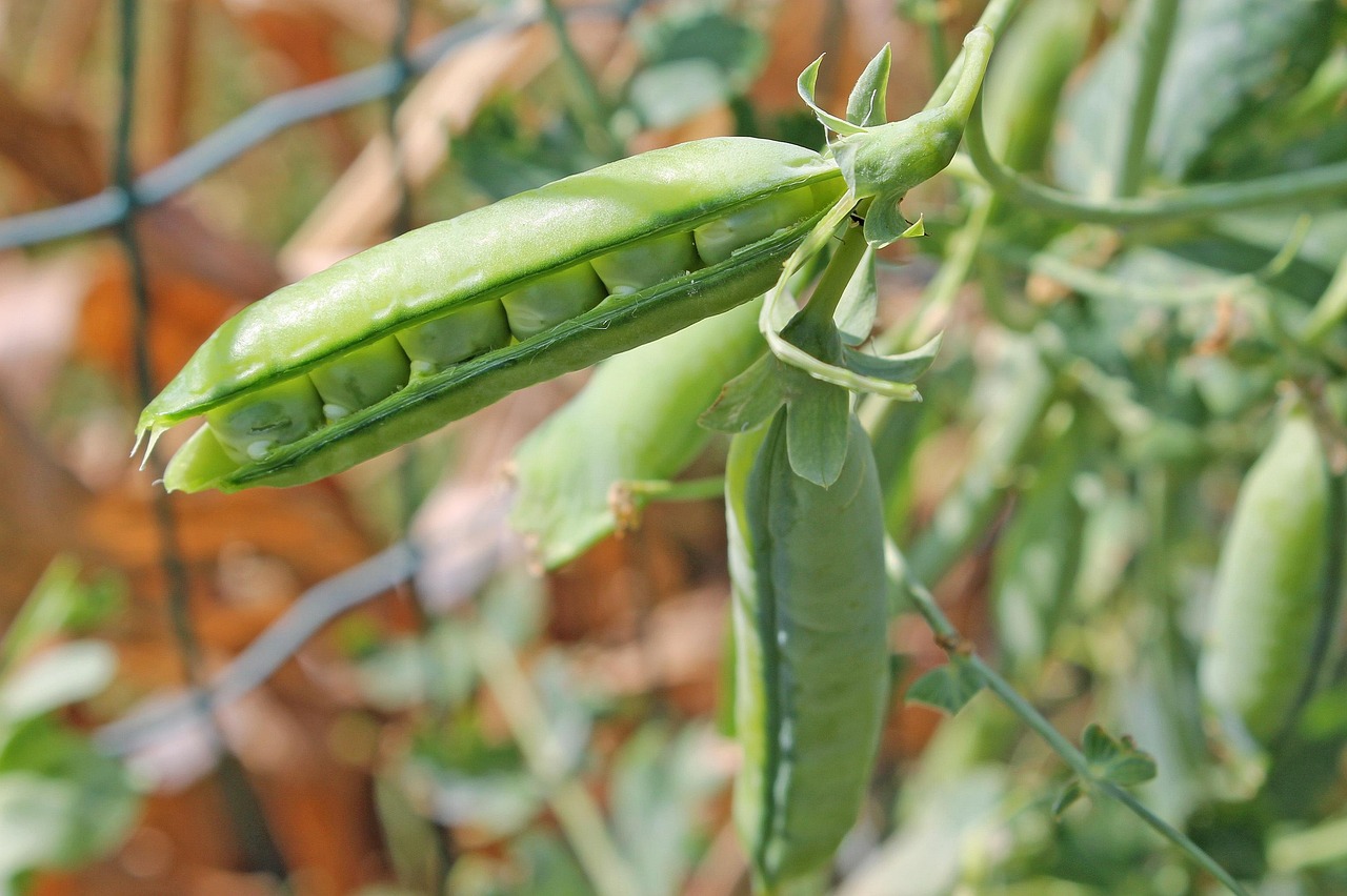 pea, seed pod, plant, legumes, nature, vegetable, pisum sativum, seeds, organic, natural, garden, closeup, snap pea